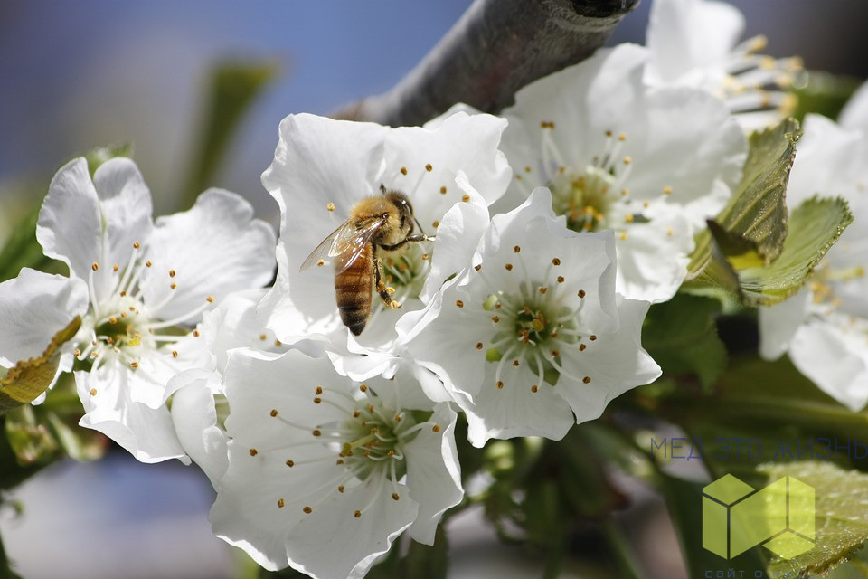 Что такое пчеловодство