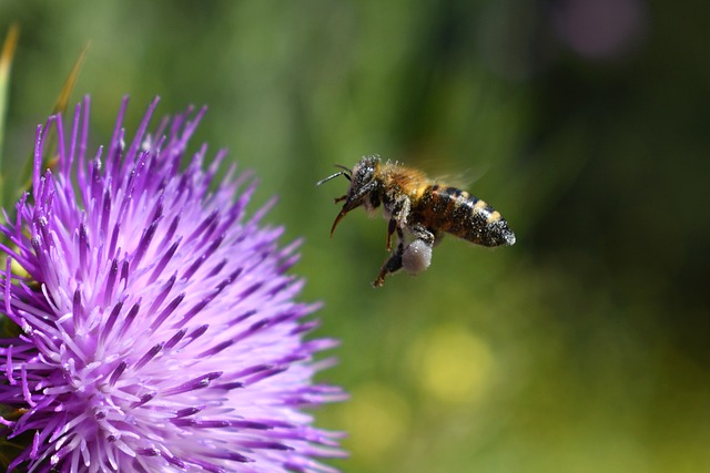 Интересные факты о пчелах